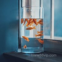 Ảnh đại diện người chơi Mai Xuân Trang